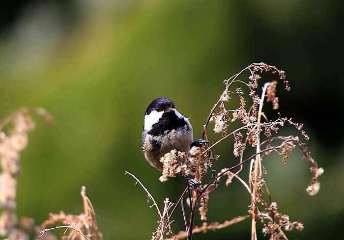 Bernd Wagner - Vögel