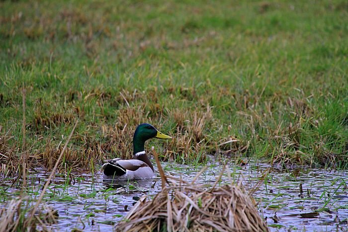 Bernd Wagner - Vögel