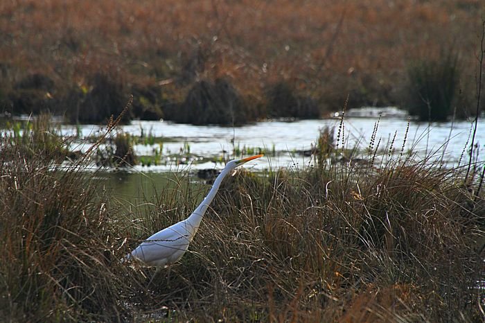 Bernd Wagner - Vögel