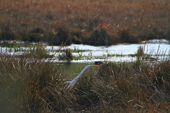 Bernd Wagner - Vögel