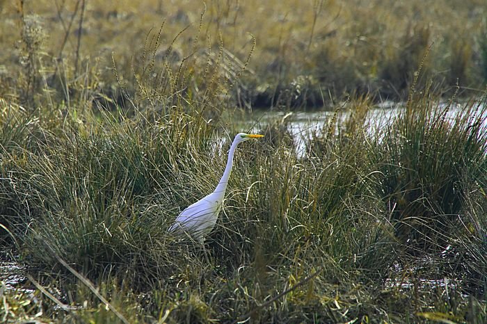 Bernd Wagner - Vögel