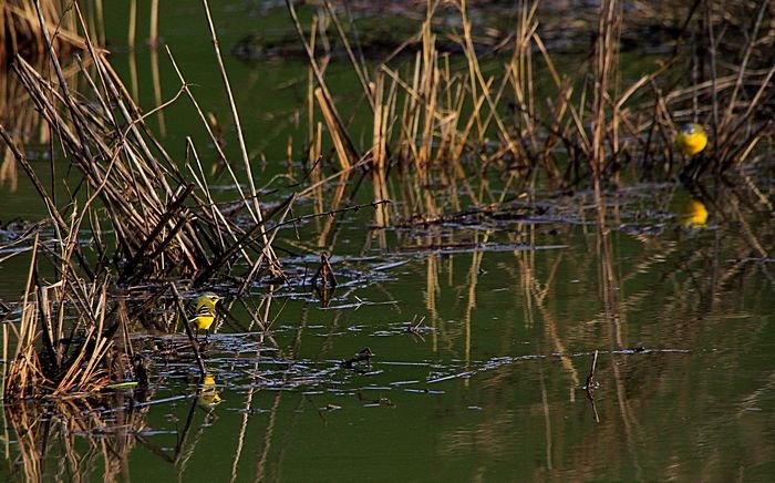 Bernd Wagner - Vögel