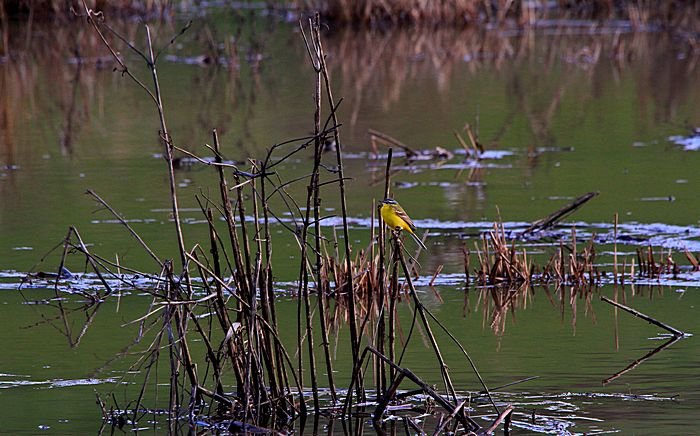 Bernd Wagner - Vögel