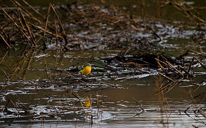 Bernd Wagner - Vögel