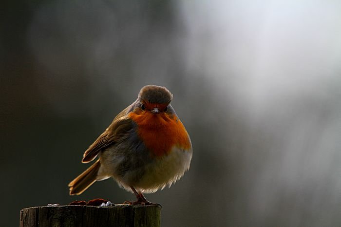 Bernd Wagner - Vögel