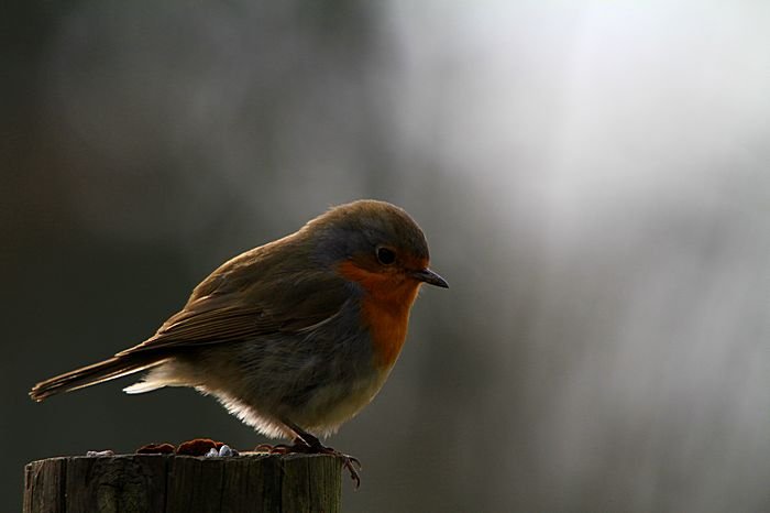 Bernd Wagner - Vögel