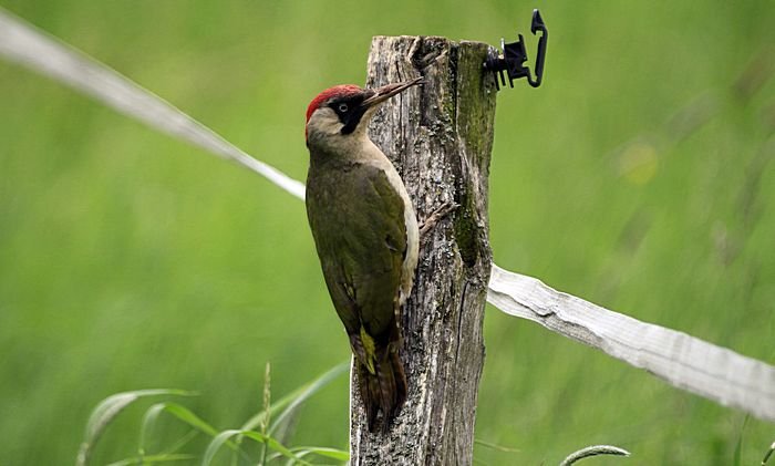 Bernd Wagner - Vögel