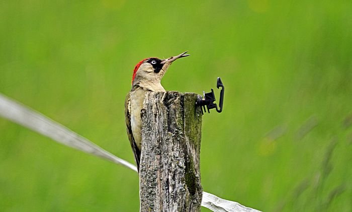 Bernd Wagner - Vögel