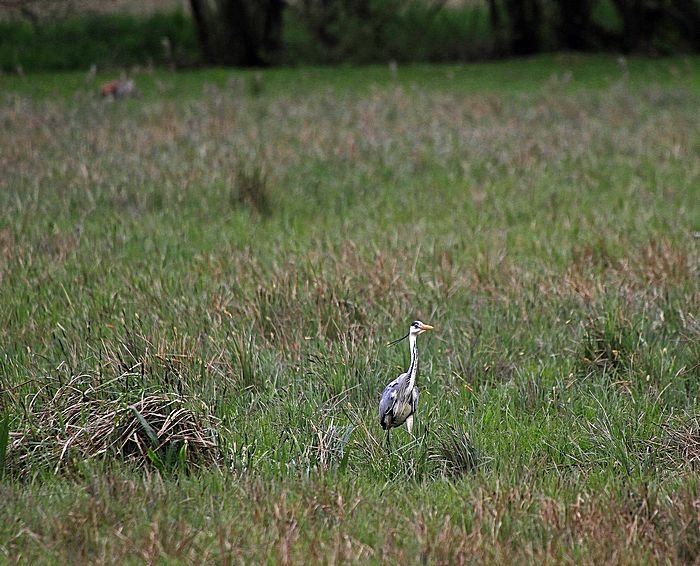 Bernd Wagner - Vögel