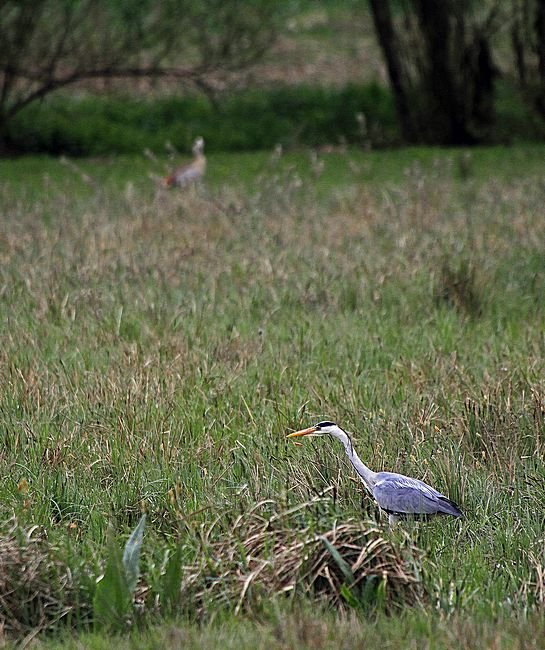 Bernd Wagner - Vögel