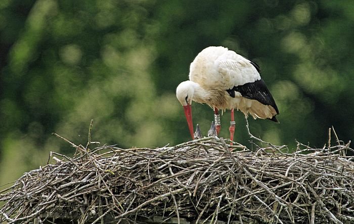 Bernd Wagner - Vögel
