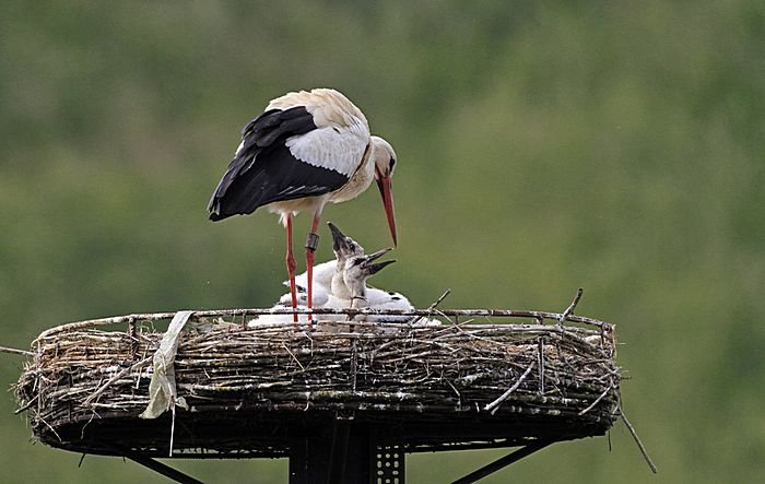 Bernd Wagner - Vögel