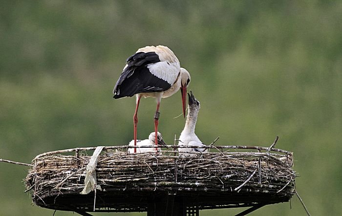 Bernd Wagner - Vögel