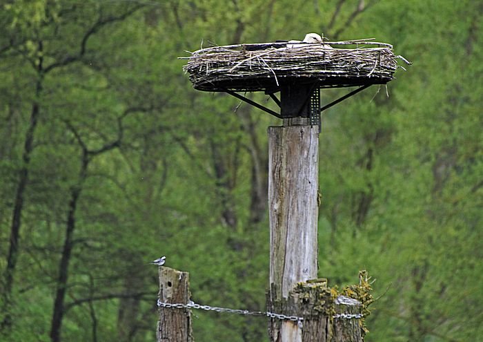 Bernd Wagner - Vögel