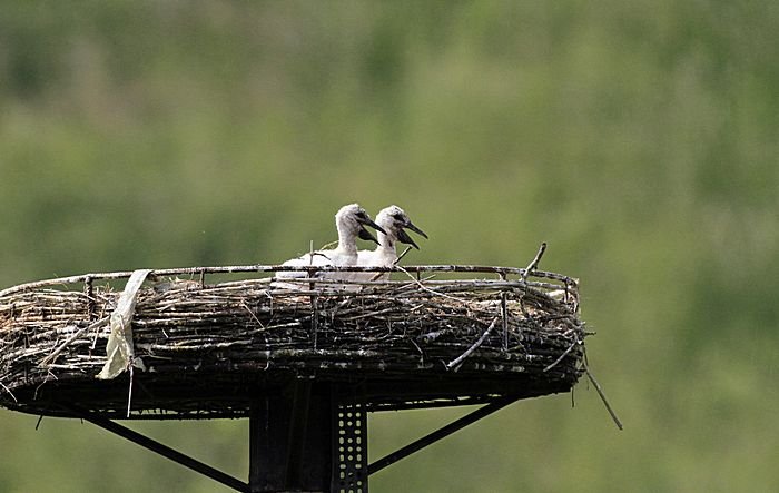Bernd Wagner - Vögel