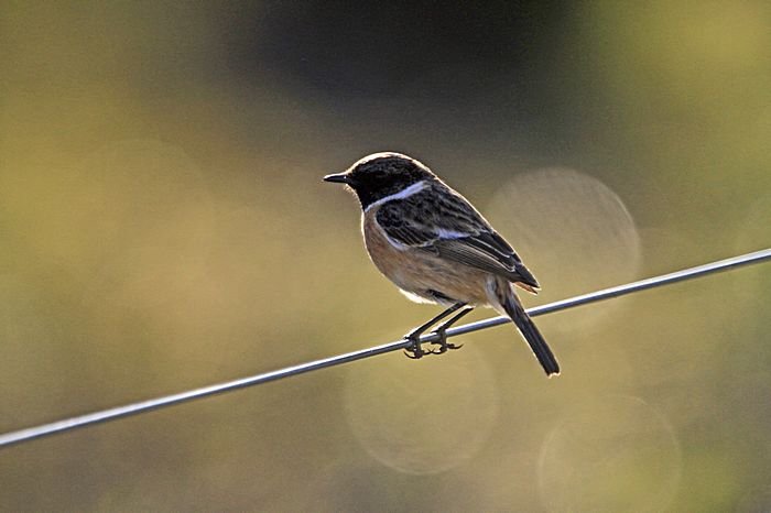 Bernd Wagner - Vögel
