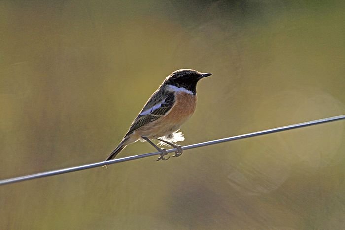 Bernd Wagner - Vögel