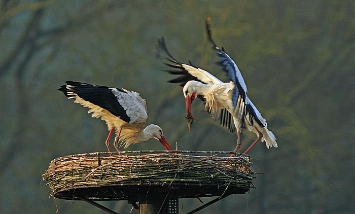 Bernd Wagner - Vögel