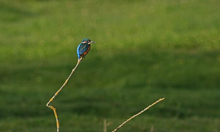 Bernd Wagner - Vögel