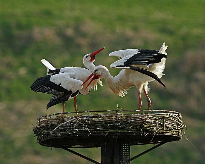 Bernd Wagner - Vögel