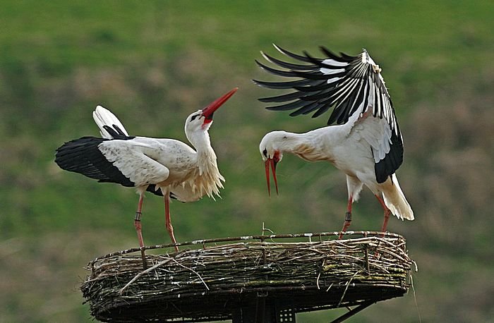 Bernd Wagner - Vögel