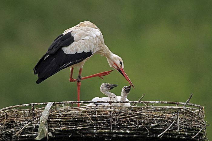 Bernd Wagner - Vögel