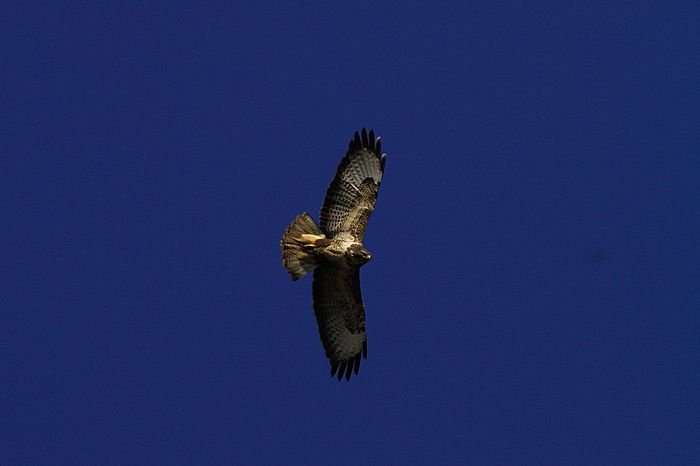 Bernd Wagner - Vögel