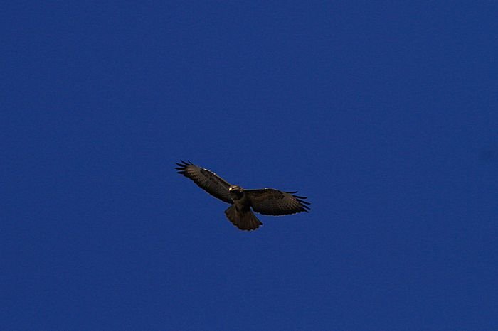 Bernd Wagner - Vögel