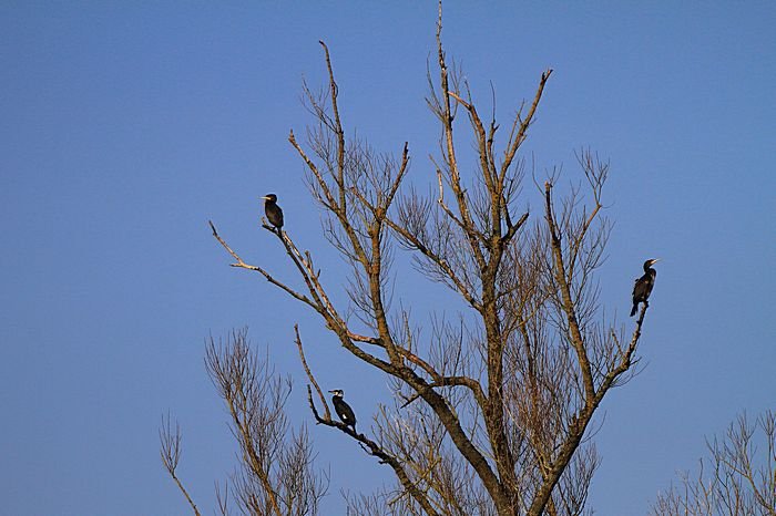 Bernd Wagner - Vögel