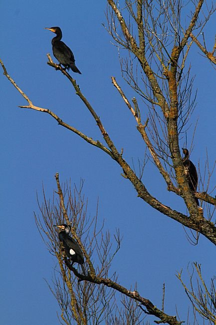 Bernd Wagner - Vögel