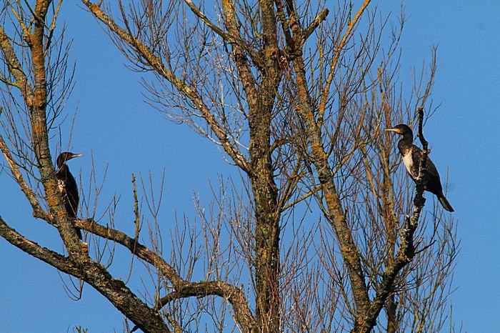 Bernd Wagner - Vögel