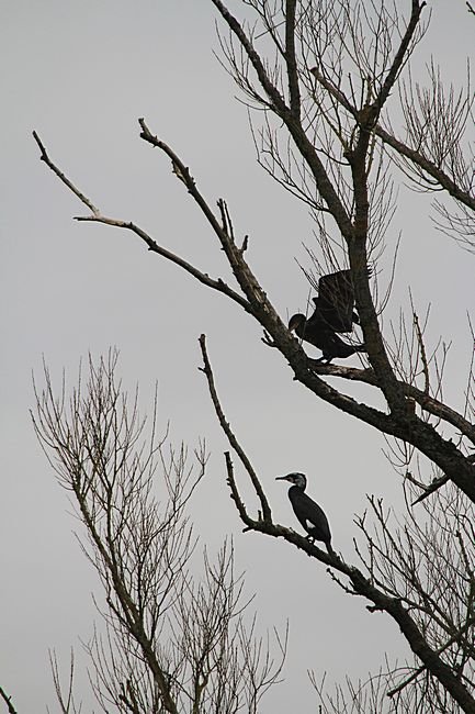 Bernd Wagner - Vögel