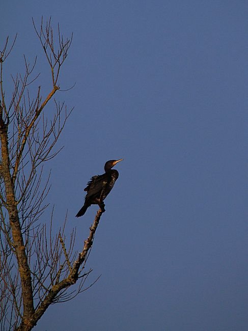 Bernd Wagner - Vögel