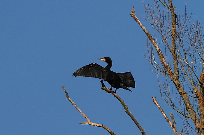 Bernd Wagner - Vögel