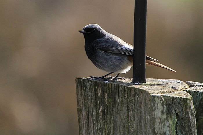 Bernd Wagner - Vögel