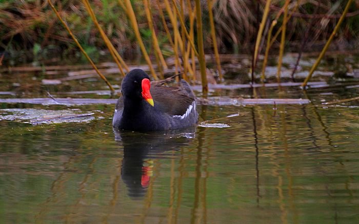 Bernd Wagner - Vögel
