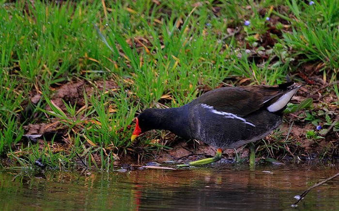 Bernd Wagner - Vögel