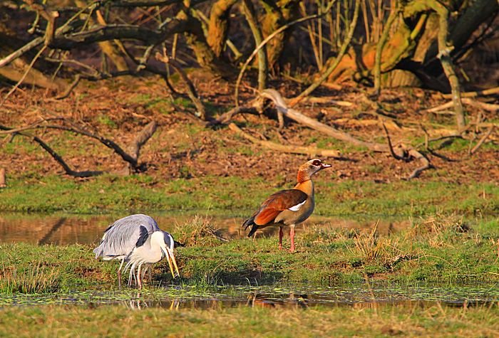 Bernd Wagner - Vögel
