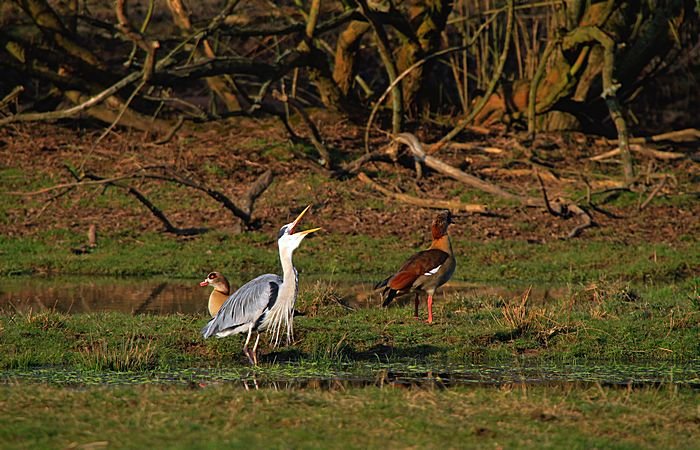 Bernd Wagner - Vögel