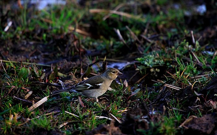 Bernd Wagner - Vögel