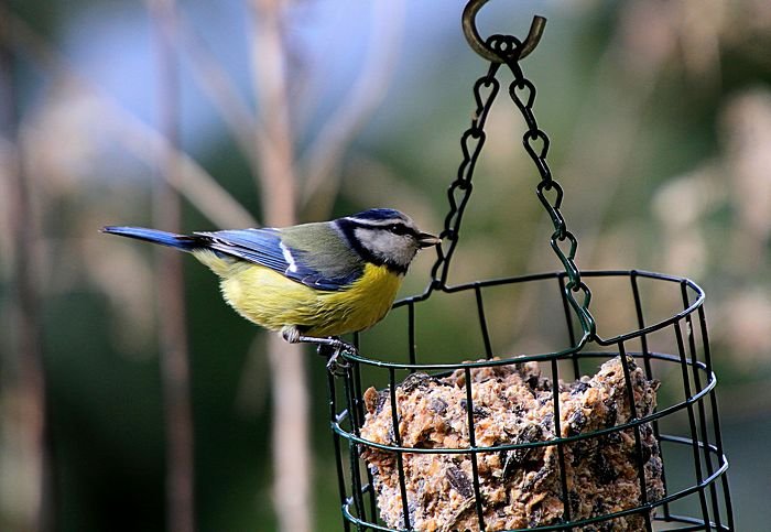 Bernd Wagner - Vögel