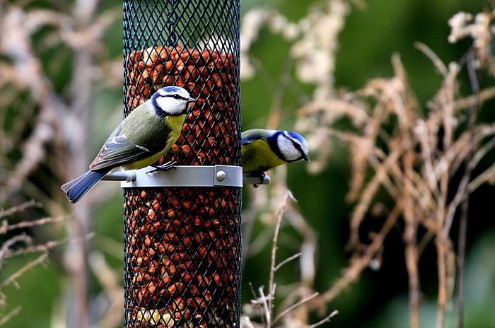 Bernd Wagner - Vögel