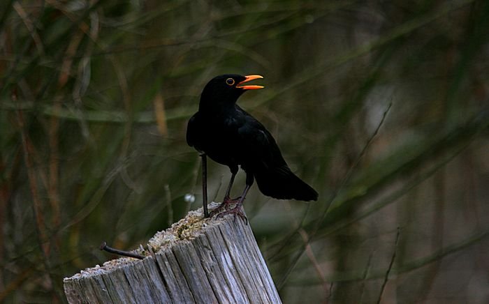 Bernd Wagner - Vögel
