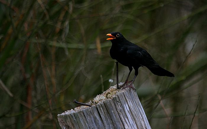 Bernd Wagner - Vögel