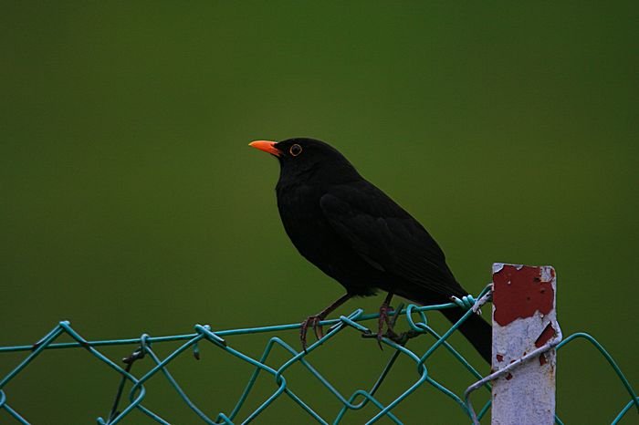 Bernd Wagner - Vögel