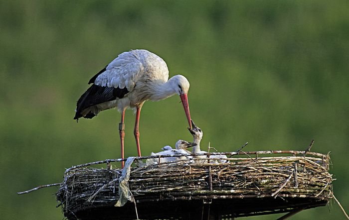 Bernd Wagner - Vögel