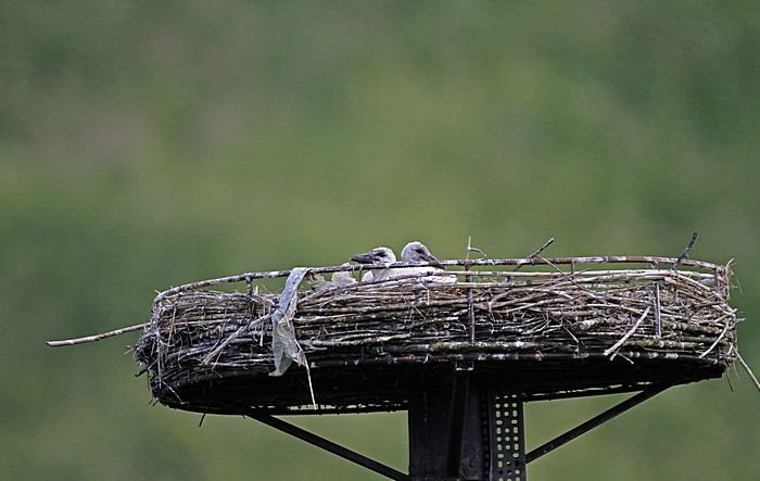 Bernd Wagner - Vögel