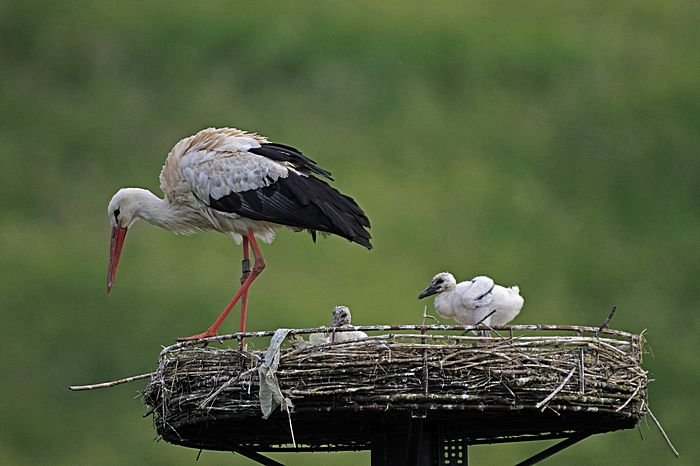 Bernd Wagner - Vögel