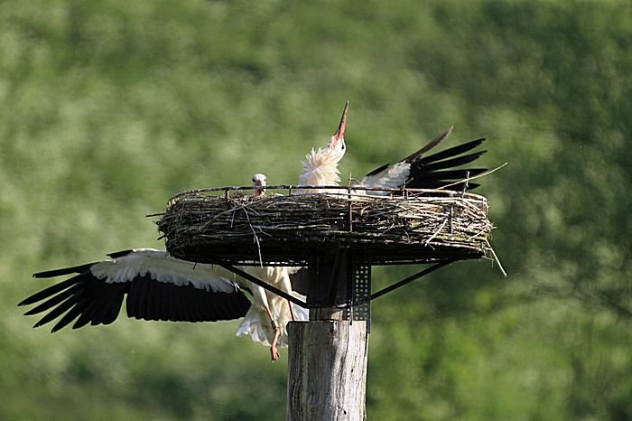 Bernd Wagner - Vögel