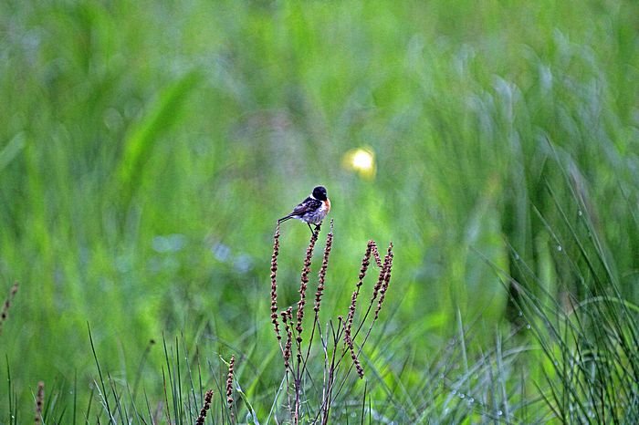 Bernd Wagner - Vögel